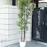 特選庭木：黒竹（くろちく）全高180ｃｍ程度！