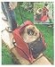 Kitchen & Housewares : 2 in 1 PET CARRIER - BackPack & Stroller