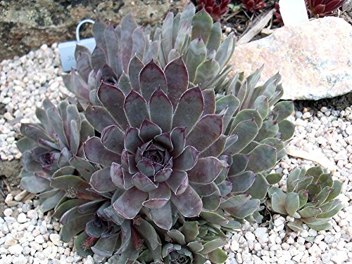 Pacific Blue Ice Hens & Chicks - Sempervivum - Very Hardy - Quart Pot