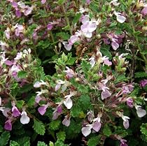 Germander Perennial 4 Plants