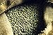 Mexican Chiapas H/g E/p Fair Trade Organic Coffee Beans (Light Roast (City), 2.5 Pounds Whole Beans)