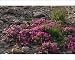 Photographic Prints of Broadleaved Willowherb grows in carpets on the summer tundra from ArcticPhoto