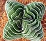 Crassula Mix 20 Seeds - Many Unusual Varieties - Easy!
