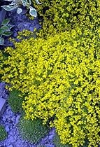Golden Lydia Broom Plant