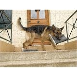 Alsatian Dog with wellington boot in mouth (Canvas poster)