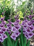 5 Passos Gladiolus Bulbs 14-16cm bulbs