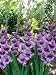 5 Passos Gladiolus Bulbs 14-16cm bulbs