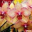 2013 Orchids Wall Calendar