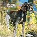   - German Wirehaired Pointers 2009 Wall Calendar 12