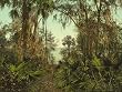 Florida's St. Johns River, ca. 1898 - Exceptional Print of a Vintage Photochrom Image from the Library of Congress Collection