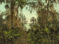 Florida's St. Johns River, ca. 1898 - Exceptional Print of a Vintage Photochrom Image from the Library of Congress Collection