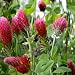 5,000 Seeds, Crimson Clover (Trifolium incarnatum) Seeds by Seed Needs
