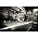 Vignette de Black Stone Cherry