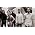 Vignette de Great Lake Swimmers