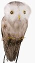 Fake Owl Halloween Prop