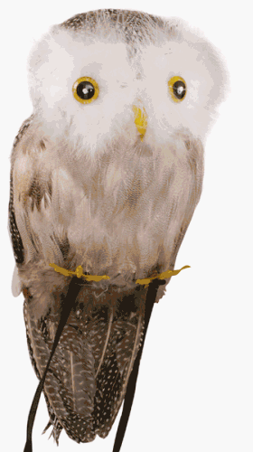 Fake Owl Halloween Prop