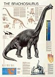 Safari Ltd Brachiosaurus Poster Laminated 71 TLyuKjJL. SL160 Safari Ltd Brachiosaurus Poster Laminated