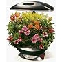 Aerogrow Pro200 Aerogarden Black w/ Herb Kit COLOR box