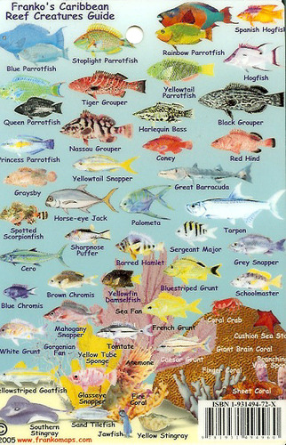 Caribbean Reef Creatures Guide (Mini-Caribbean Fish Card): Franko's Maps: 9781931494724: Amazon ...