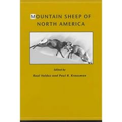 Mountain Sheep of North America