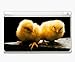 Animal Kingdom Chicks Chicken Decorative Protector Skin Decal Sticker for Nintendo DS...