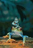 7110a6wm1sL. SL160  Safari LTD Red Eye Tree Frogs Poster Laminated