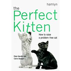 The Perfect Kitten