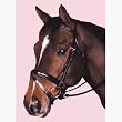 Collegiate Crank Dressage Bridle - Black