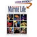 Guide to Marine Life: Caribbean-Bahamas-Florida