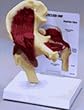 Muscled Hip Joint Model