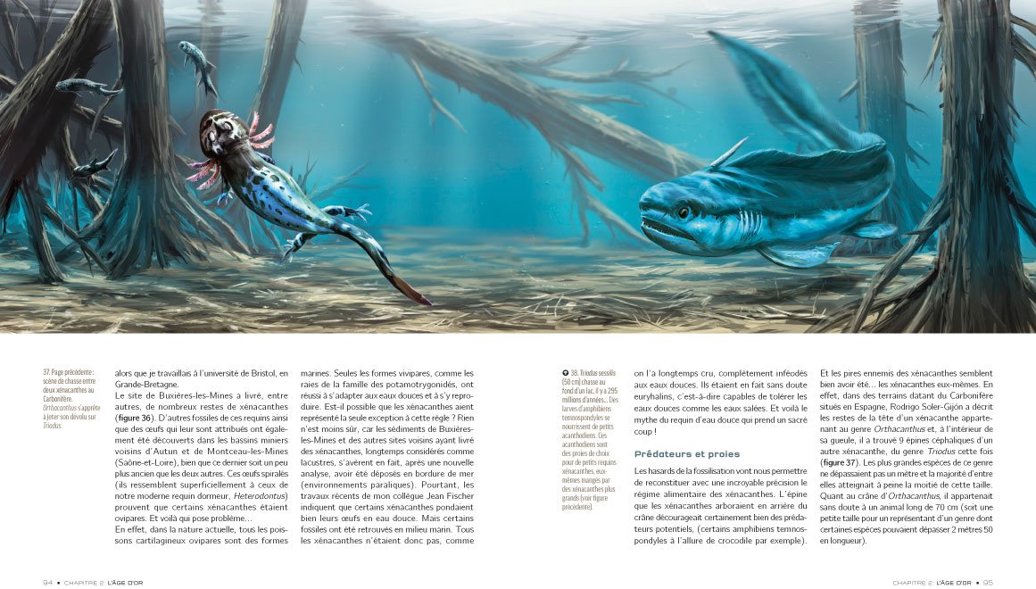 Requins - De la prÃ©histoire Ã  nos jours: 9782701154237: Amazon.com ...