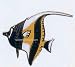 Collectible Scuba Diving Moorish Idol Fish Pin