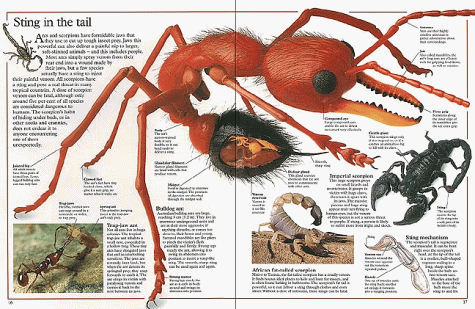 Poisonous Animals (Inside Guides)