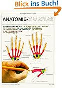 Anatomie 