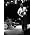 Thumbnail image of Dex Romweber Duo