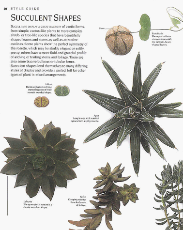 The Complete Book of Cacti & Succulents