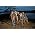 Thumbnail image of One Direction