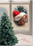  : Cat in Window Boxed Holiday Christmas Cards