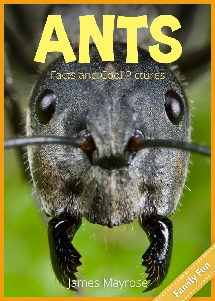 Ants: Fun Facts and Cool Pictures. Insect Photos & Insect Facts ...