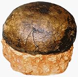 Hadrosaur Egg Replica