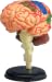 Human Brain Anatomical Model