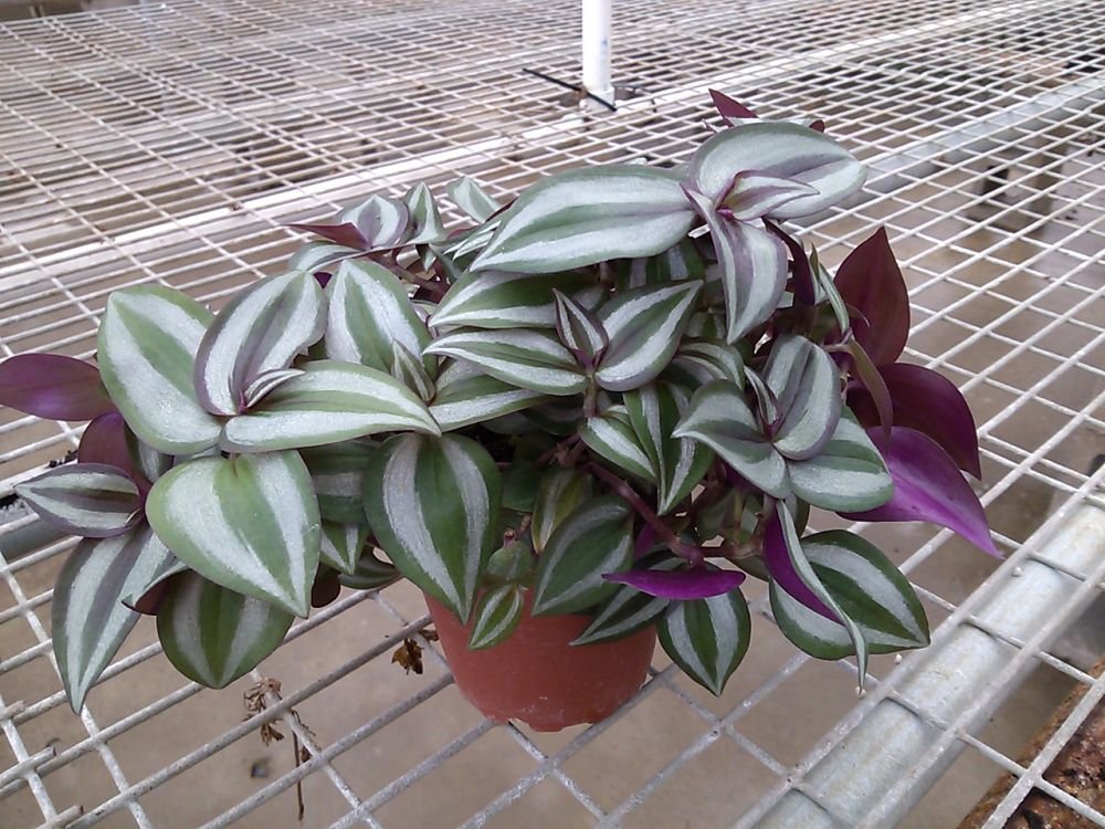 Amazon.com : Purple Wandering Jew - 6