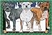 Pipsqueak Productions C512 Holiday Boxed Cards- Staffordshire Bull Terrier