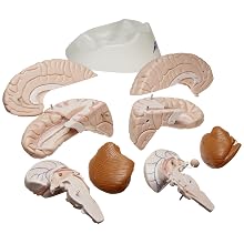 3B Scientific C17 8 Part Brain Model, 5.5" x 5.5" x 6.9"