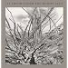 Lee Friedlander: The Desert Seen
