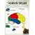 The Human Brain Colouring Book (Coloring Concepts Series)