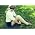 Thumbnail image of Taylor Swift