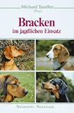 Bracken im jagdlichen Einsatz