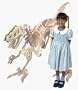 3D Wooden Velociraptor Large Puzzle