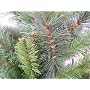 Snowtime CT05086 K�nstlicher Weihnachtsbaum EU Pre&hellip von Trans-Continental Group Ltd.